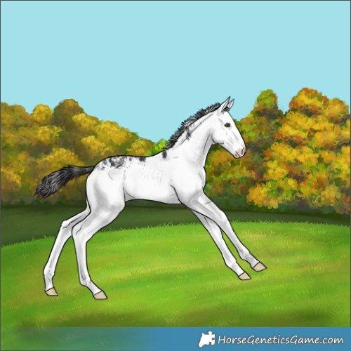 Horse Color:White Spotted Liver Chestnut 