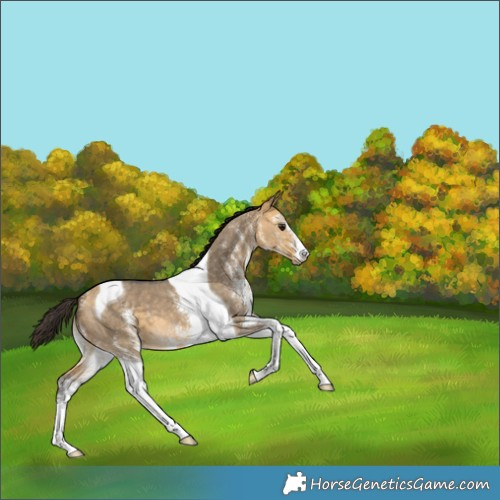 Horse Color:White Spotted Buckskin Dun Tobiano 