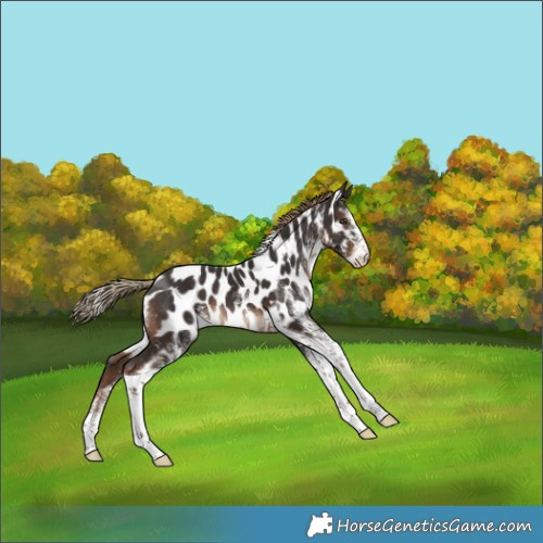 Horse Color:White Spotted Liver Chestnut Tobiano Appaloosa Rabicano 