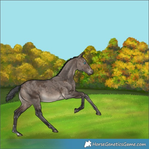 Horse Color:Brown Dun Merle Rabicano 