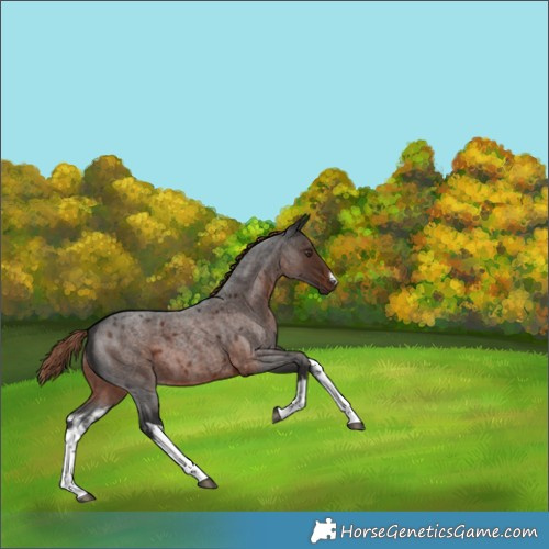Horse Color:White Spotted Liver Red Roan 