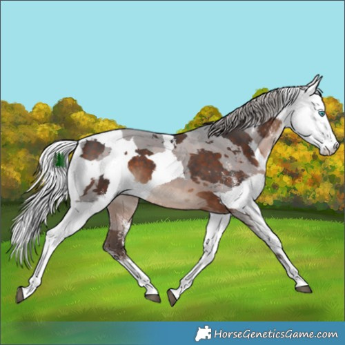 Horse Color:White Spotted Silver Brown Merle