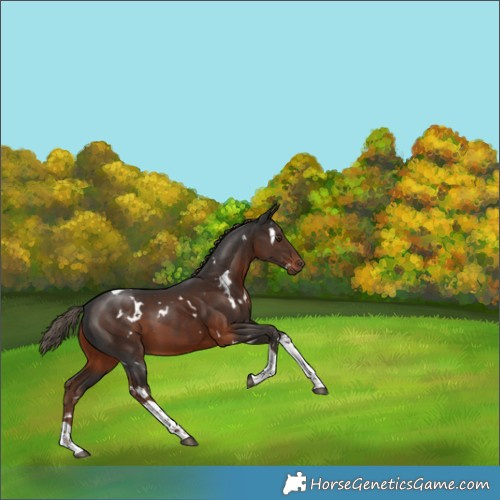 Horse Color:White Spotted Liver Chestnut Tobiano 