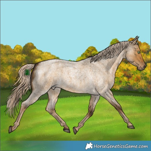 Horse Color:White Spotted Chocolate Palomino Roan Dun 