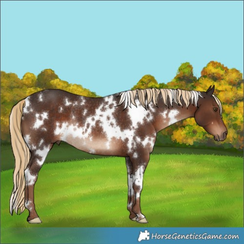 Horse Color:White Spotted Liver Chestnut Rabicano 