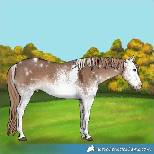 Horse Color:White Spotted Liver Red Dun Rabicano 