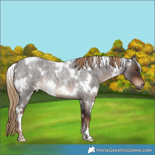 Horse Color:White Spotted Liver Red Roan Rabicano 