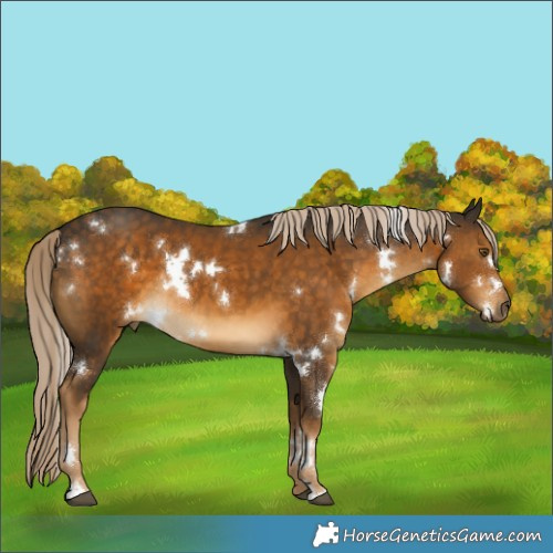 Horse Color:White Spotted Chocolate Palomino Rabicano 