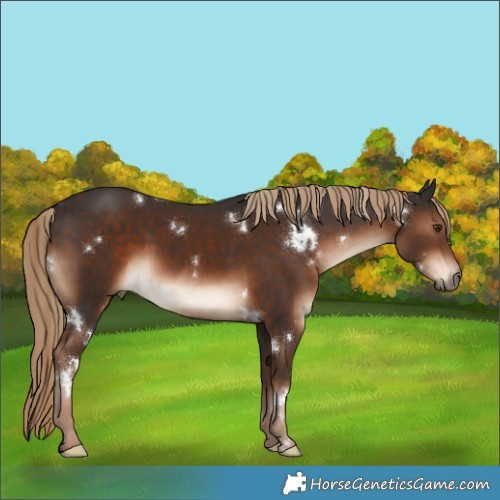 Horse Color:White Spotted Liver Chestnut Rabicano 