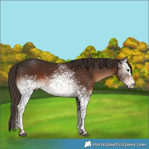 Horse Color:White Spotted Liver Chestnut Tobiano Rabicano 