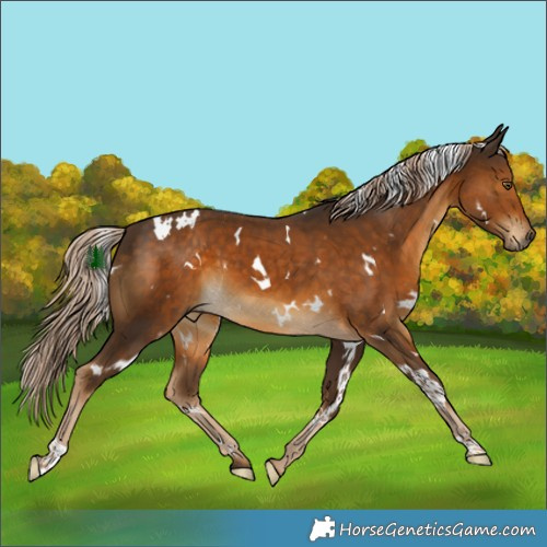 Horse Color:White Spotted Chocolate Palomino 