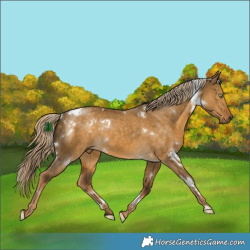 Horse Color:White Spotted Chocolate Palomino Dun Rabicano 