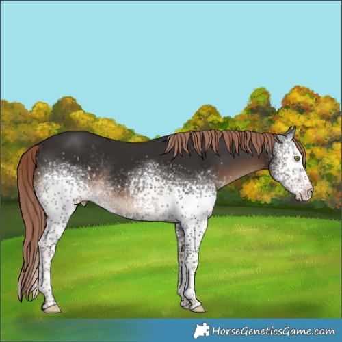 Horse Color:White Spotted Liver Chestnut Rabicano 