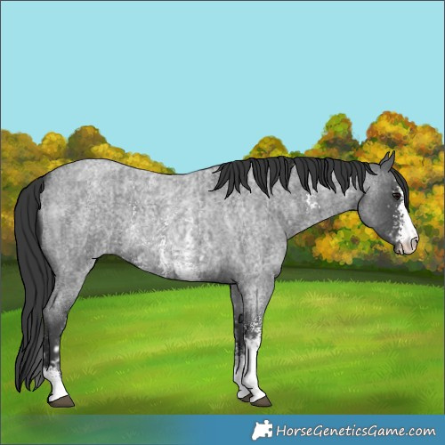 Horse Color:Blue Roan Sabino Splash and Blue Roan Sabino