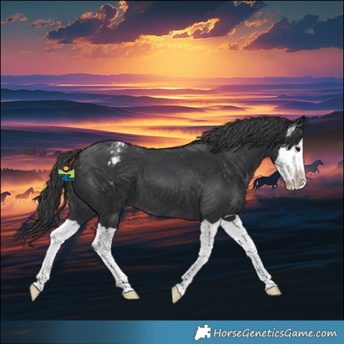 Horse Color:Black Splash Appaloosa 