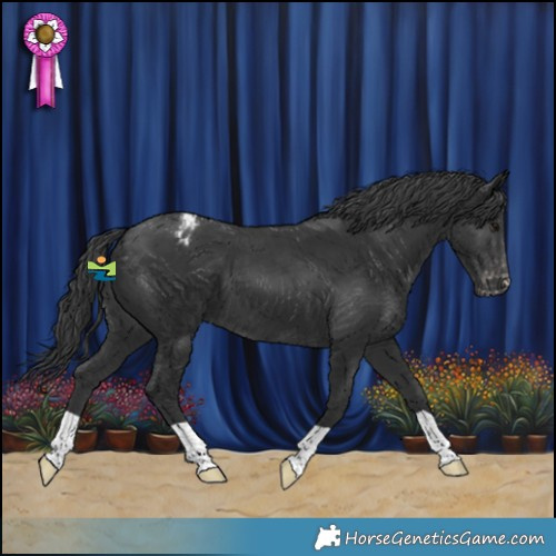 Horse Color:Black Appaloosa 