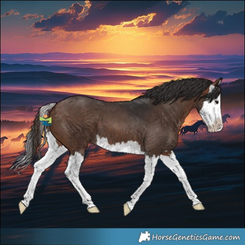 Horse Color:Brown Splash 
