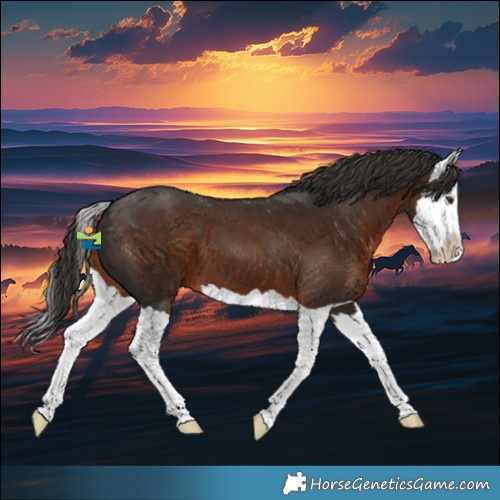Horse Color:Liver Chestnut Splash 