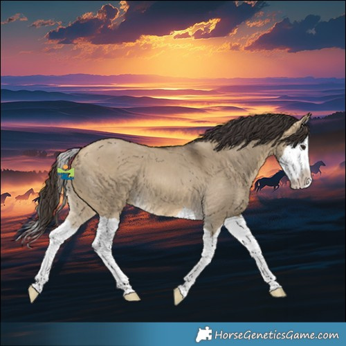 Horse Color:Buckskin Dun Splash 