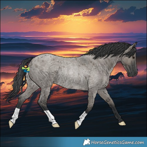 Horse Color:Grullo Roan Rabicano 