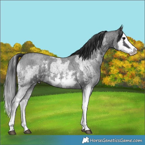 Horse Color:Blue Roan Sabino Splash  and Blue Roan Sabino Splash 