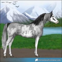 Horse Color:Blue Roan Sabino Splash and Blue Roan Sabino Splash