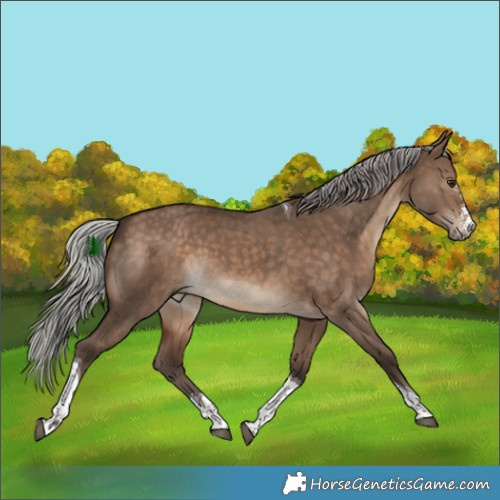 Horse Color:Silver Brown Dun Sabino Tobiano 