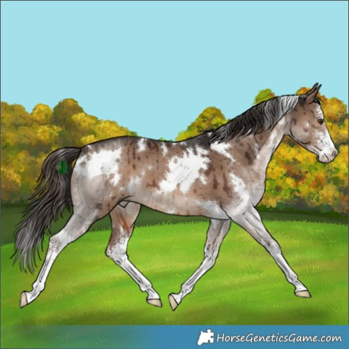 Horse Color:White Spotted Liver Red Dun Sabino Brindle 