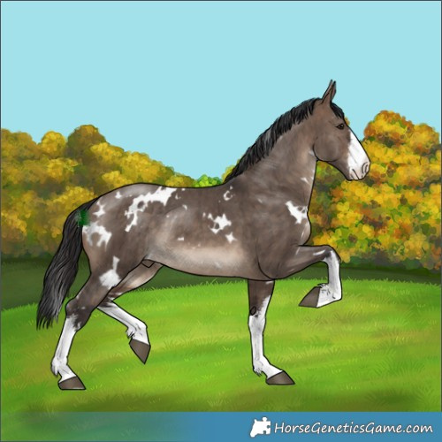 Horse Color:White Spotted Brown Dun Rabicano Brindle 