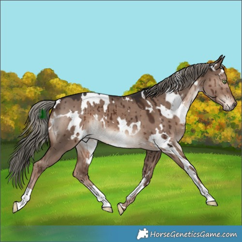 Horse Color:White Spotted Liver Red Dun Mushroom Brindle 