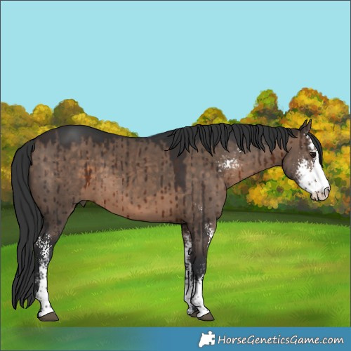 Horse Color:Brown Dun Sabino Brindle 