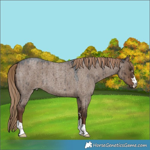 Horse Color:Liver Red Dun Roan Brindle 