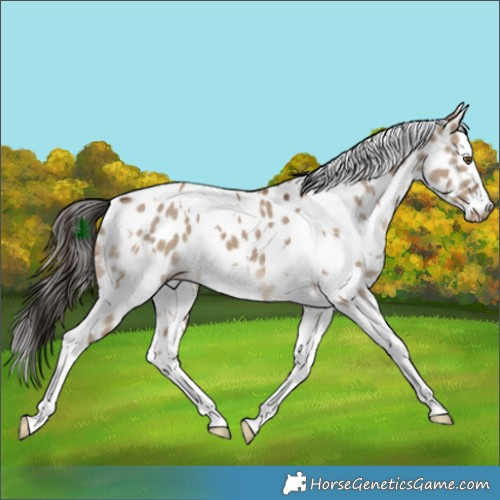 Horse Color:White Spotted Liver Red Dun Tobiano Appaloosa 