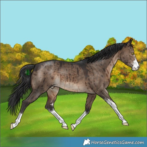 Horse Color:Brown Dun Sabino Brindle 