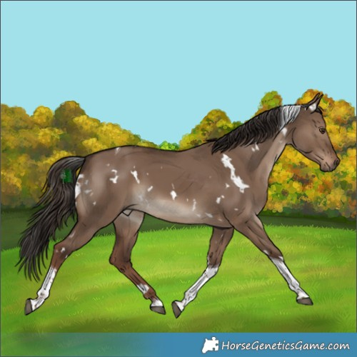 Horse Color:White Spotted Liver Red Dun Tobiano 
