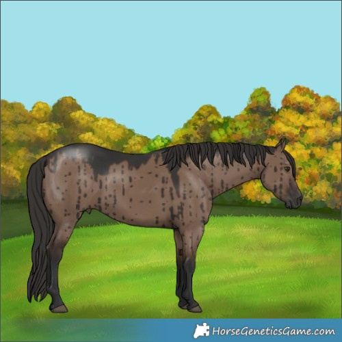 Horse Color:White Spotted Liver Red Dun Rabicano Brindle 