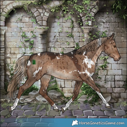 Horse Color:White Spotted Liver Red Dun Tobiano Brindle