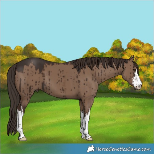 Horse Color:White Spotted Liver Red Dun Brindle 