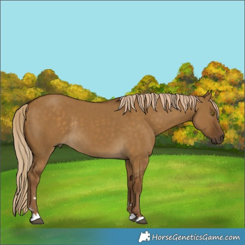 Horse Color:Chocolate Palomino Dun Rabicano 