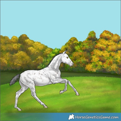 Horse Color:White Spotted Brown Dun Sabino 