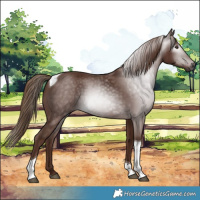 Horse Color:Gray Chestnut Tobiano
