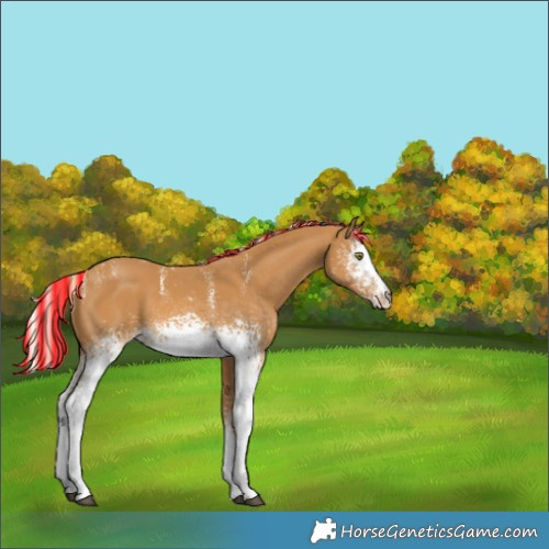 Horse Color:Unknown 