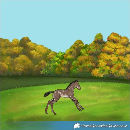 Horse Color:White Spotted Liver Red Dun 