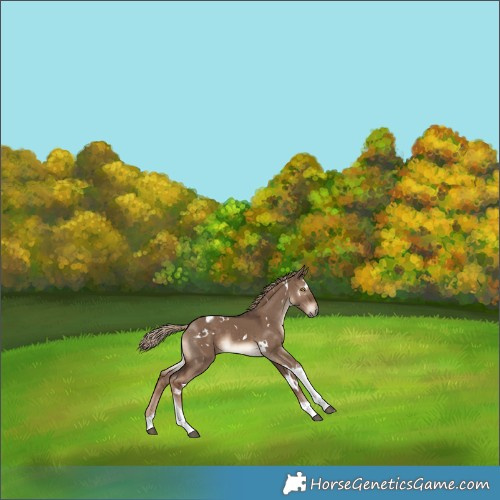 Horse Color:White Spotted Liver Red Dun Tobiano 