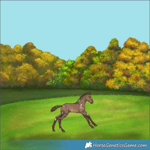 Horse Color:White Spotted Liver Red Dun 