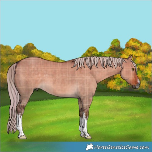 Horse Color:Gray Plaid  White Spotted Chocolate Palomino Dun 