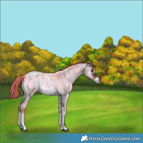 Horse Color:Plaid  White Spotted Liver Red Onyx Roan 
