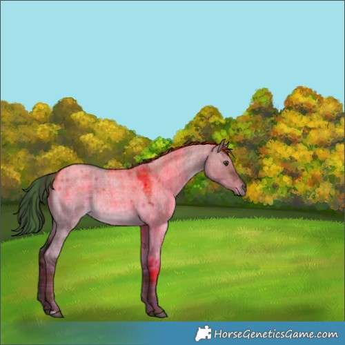 Horse Color:Plaid  Liver Red Dun Roan 