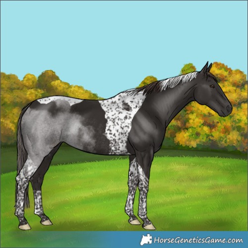 Horse Color:Liver Chestnut Tobiano Rabicano
