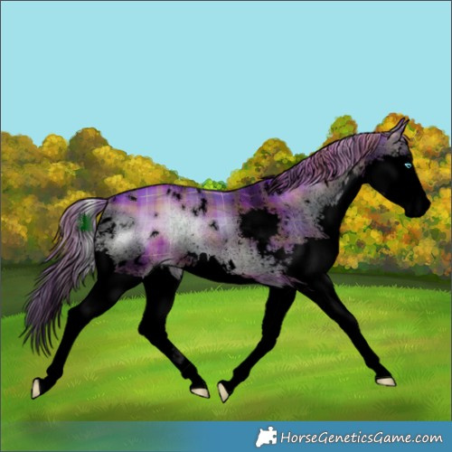 Horse Color:Void Watercolor Plaid  White Spotted Liver Red Onyx Splash Rabicano 